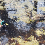 A Resort With a Pool