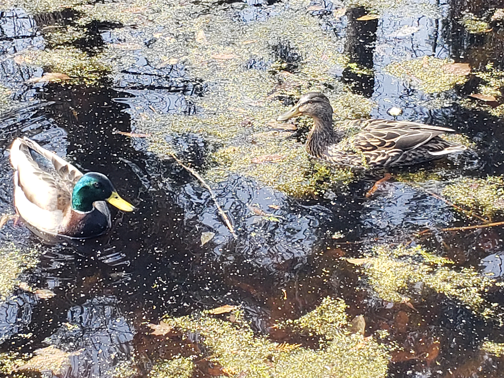 A Resort With a Pool