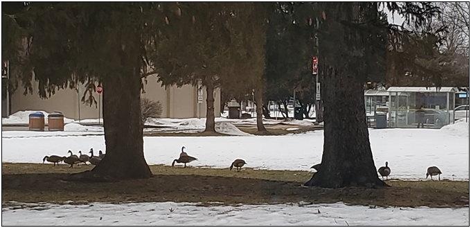 slightly creepy photo of geese in silhouette on the ground
