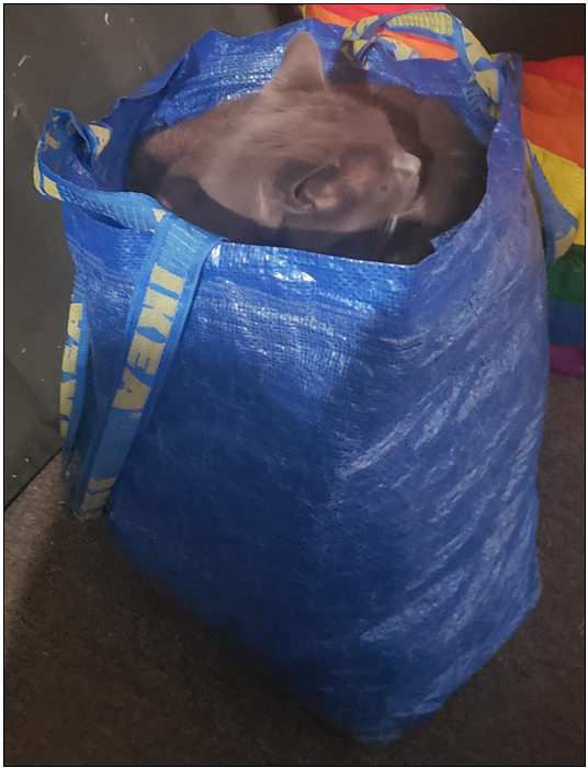 Adorable cat in a bag.